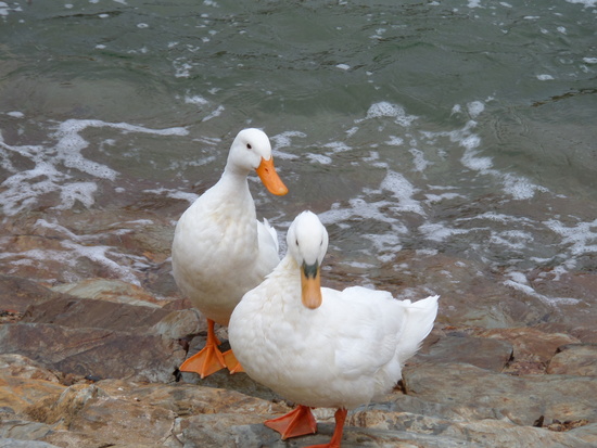Ducks at Harbour