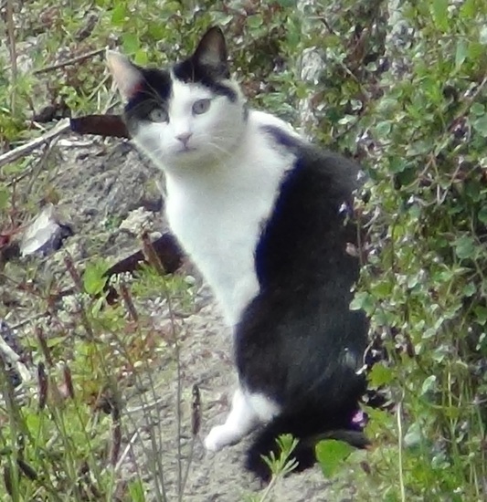 Cat at LaxeyTI