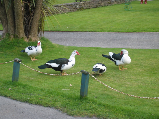 Geese on Glen Road